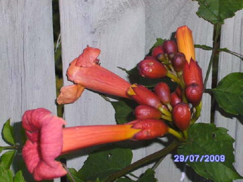 2009-07-29 Trompetblomst