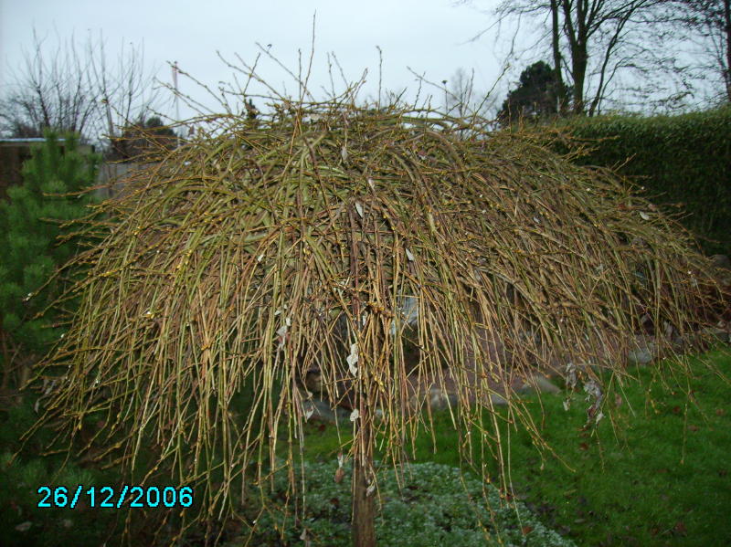 2006-12-26 Hængepil