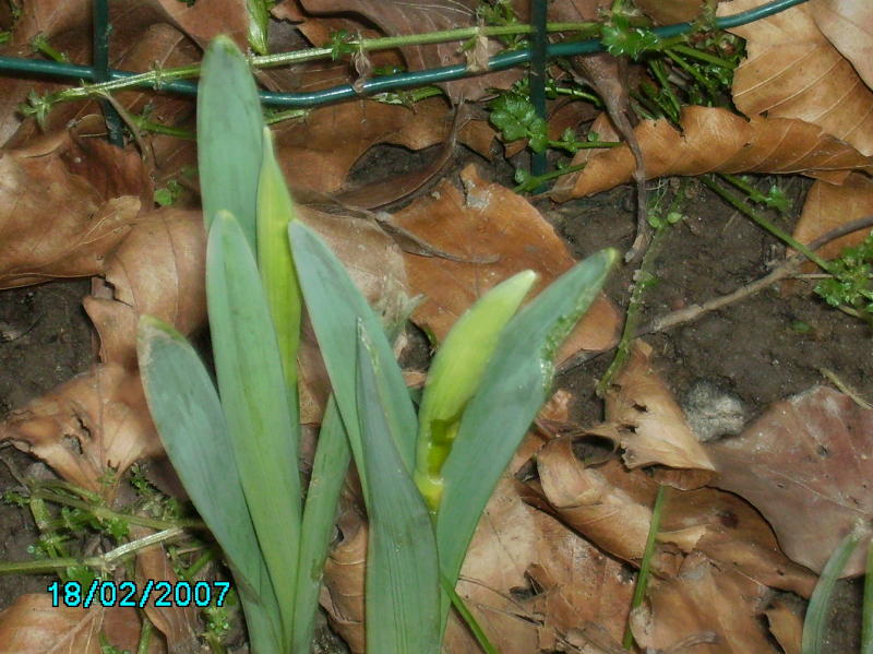 2007-02-18 Første påskeliljer