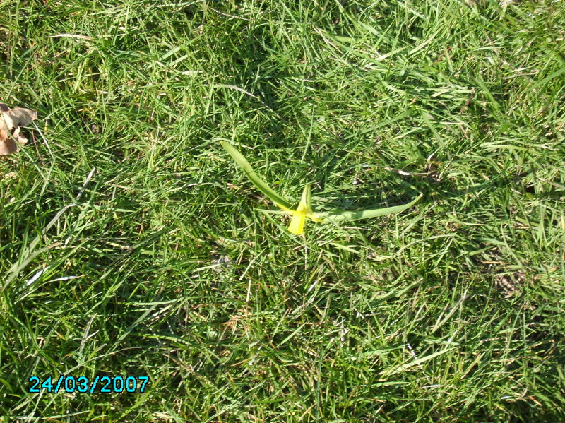 2007-03-24 Påskelilje i græsset