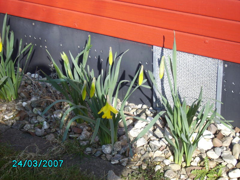2007-03-24 Påskeliljer