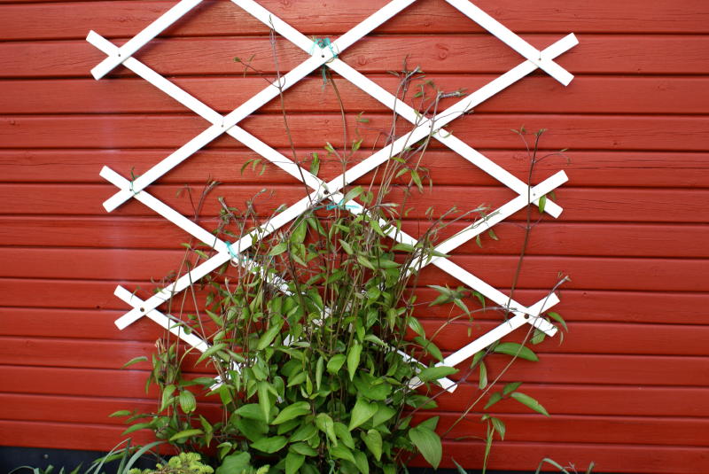 2007-05-15 Klematis 1