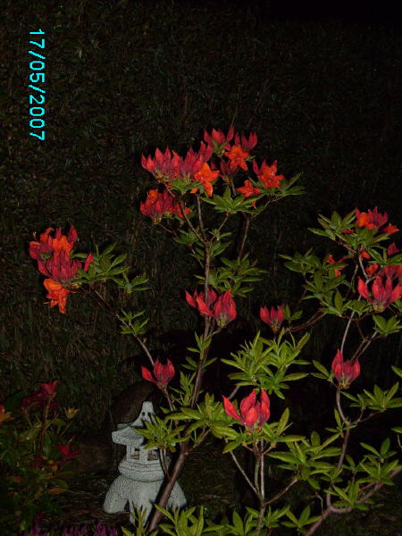 2007-05-17 Azalea om aftenen