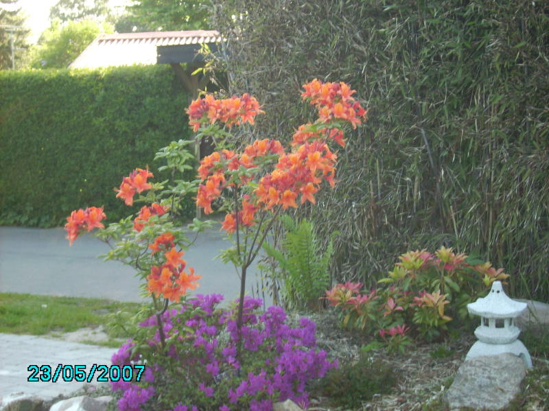 2007-05-23 Azalea