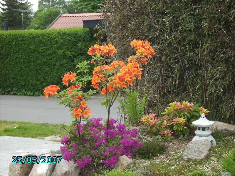 2007-05-25 Azalea