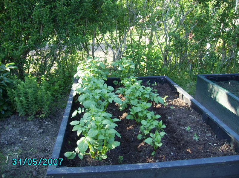 2007-05-31 kartofler 1