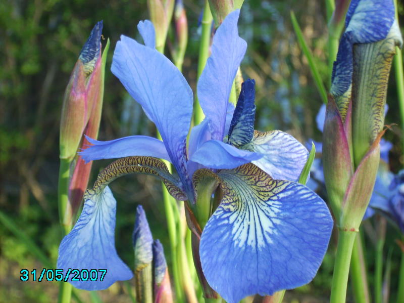 2007-05-31 Lilje zoom