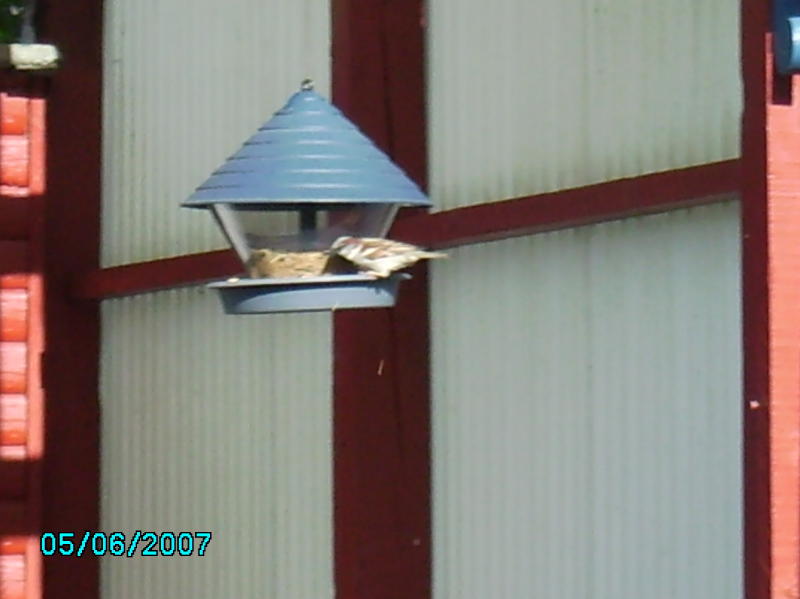 2007-06-05 Foderautomat terrassen 3