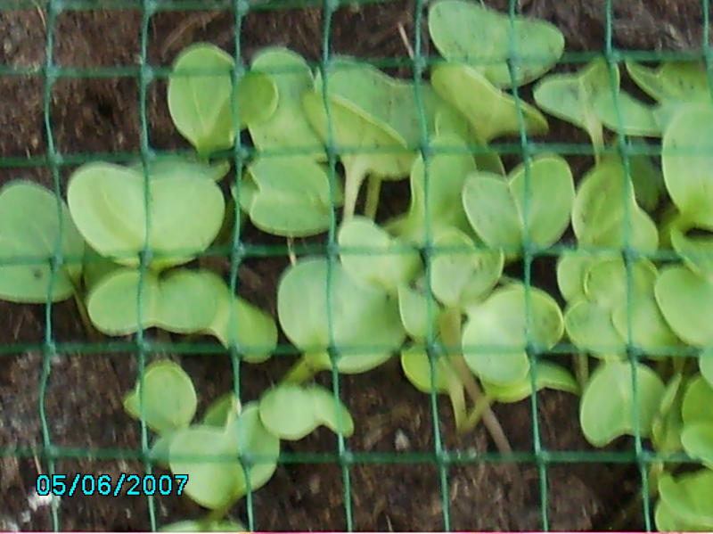 2007-06-05 Radiserne i kasse 2