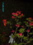 2007-05-17 Azalea om aftenen