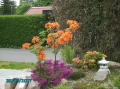 2007-05-25 Azalea