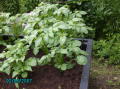 2007-06-02 Kartofler 1